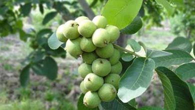 استفاده از کودهای پتاسه راهی برای احیاء باغات گردو33