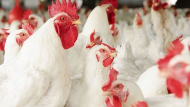 بحران جدی صنعت طیور در کمین است