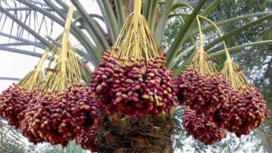 توصيه های هواشناسی کشاورزی از تاريخ 16 شهریور لغايت 19 شهریور ماه 1399