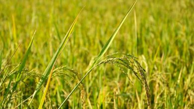 توصيه های هواشناسی کشاورزی از تاريخ 19 شهریور لغايت 23 شهریور 99