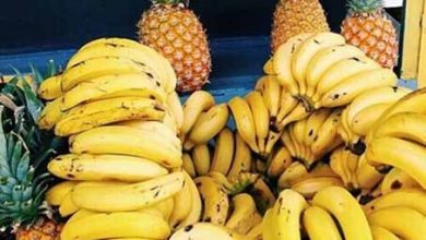 تولید موز و آناناس در گلخانه ها انجام می‌شود