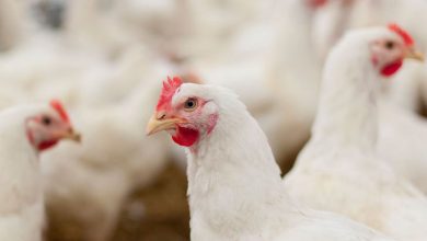 رتبه 6 استانی شهرستان سرعین در صنعت طیور