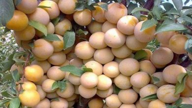 رکورد شکنی باغدار مراغه‌ای در تولید آلوچه