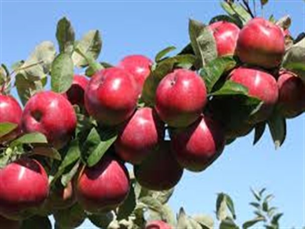 سیب شیروان، دارنده دومین کیفیت پس از سیب دماوند است
