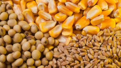 معمای بازار نهاده دام/قیمت جهانی کنجاله سویا با دلار ۲۷ هزار تومانی نصف قیمت بازار ایران