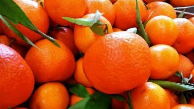 نارنگی زودرس مازندران وارد بازار شد