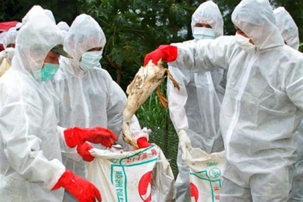 هشدار دامپزشکی به مرغداران برای رعایت بهداشت دارویی و غذایی طیور