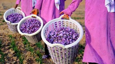 همکاری وزارت دفاع با جهاد کشاورزی برای فرآوری زعفران