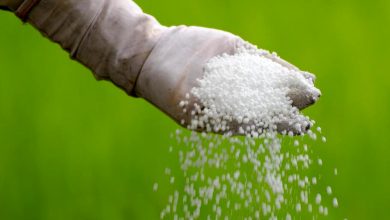 پیشنهادی به کشاورزان برای مدیریت عواقب گرانی کودهای شیمیایی