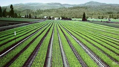 «کشت فراسرزمینی» راهکاری برای تامین امنیت پایدار غذایی