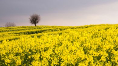 کشت قراردادی کلزا در خراسان شمالی
