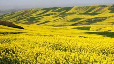 کشت کلزا برای تولید پایدار گندم در تربت‌ جام ضروری است