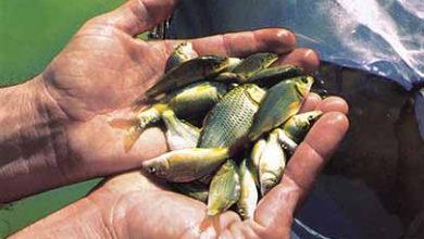 ۲ سایت پشتیبان تولید بچه ماهیان بومی برای پرورش ماهی در قفس در شمال و جنوب کشور ایجاد می‌شود