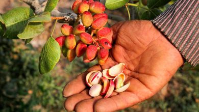 برداشت پسته در دامغان به صورت سنتی انجام می‌شود