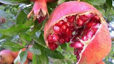 دستبرد به بزرگترین گنجینه جواهرات ساوه