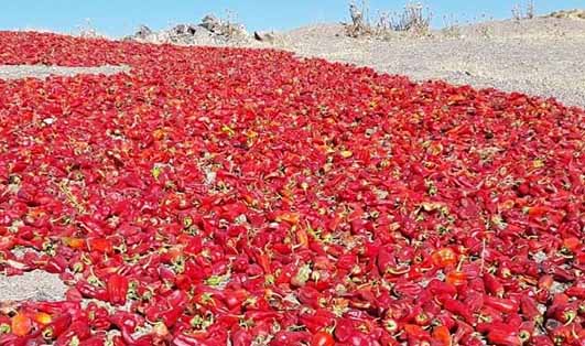 فرآوری فلفل، کام کشاورزان فرومد را شیرین می‌کند