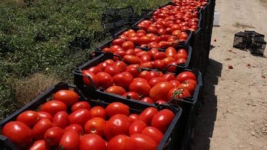 ماجرای برگشت خوردن گوجه فرنگی صادراتی از عراق