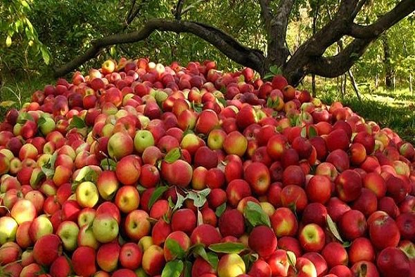 مهر ماه تلخ سیب ایران/ مشکلی که هر سال تکرار می‌شود