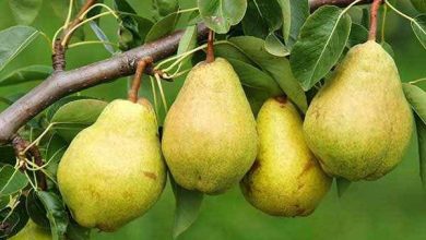 هرس درخت گلابی