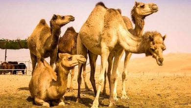 وضعیت پرورش شتر در هرمزگان باید مطلوب شود