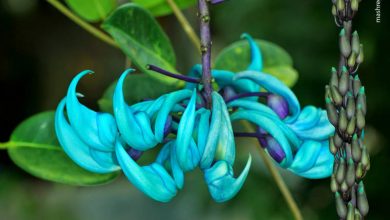 گل منقار طوطی