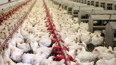 15 کار مدیریتی برای دستیابی به عملکرد بهتر مرغداری