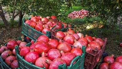 اصفهان رتبه چهارم تولید انار کشور را داراست