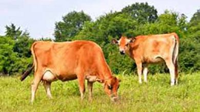 اصفهان، تنها قطب پرورش گاو جرسی در کشور