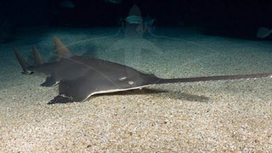 انقراض اره ماهی‌ها نزدیک است