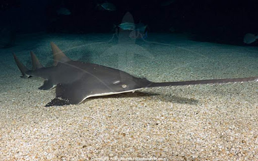 انقراض اره ماهی‌ها نزدیک است