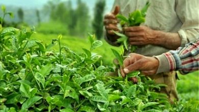 بازگشت امید به باغهای چای‌ شمال