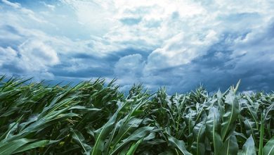 توصيه های هواشناسی کشاورزی از تاريخ 28 آبان لغايت 2 آذر ماه 1399