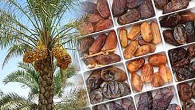 خوزستان دومین تولید کننده خرمای کشور با تنوع بالا