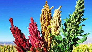 سمنان استان مستعد برای تامین خاویار گیاهی کشور است