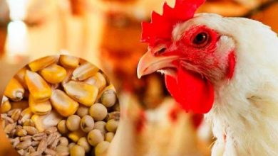 صفر تا صد مشکلات بازار مرغ و نهاده از سوءمدیریت دولتی‌ها تا واردکننده‌های خاص که حرف دولت را هم نمی‌خوانند