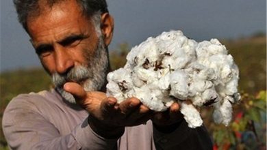 طلای سفید خراسان شمالی و هزاران مشکل از تامین کود تا حضور دلالان