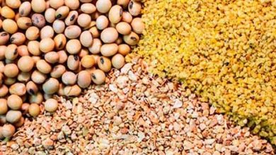 مرغ‌ها کنجاله سویا می‌خورند یا شن و پودر آجر؟ اختلاط ۲۳ درصدی کنجاله سویای توزیعی دولت با خاکستر