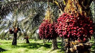 معاملات گواهی سپرده خرما به زودی راه اندازی می شود