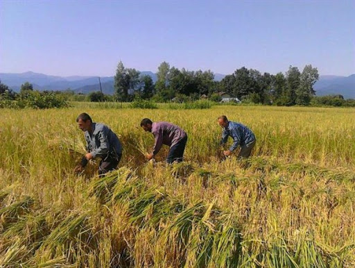 هشدار به کشاورزان خوزستان برای برداشت سریع‌تر محصول برنج