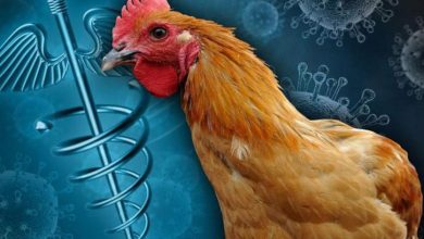 واکسن آنفلوانزای فوق حاد پرندگان و آنتی ژن H۵ رونمایی شد