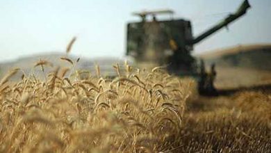 کشاورزان نمونه سه برابر گندم بیشتر برداشت می کنند.jpg11