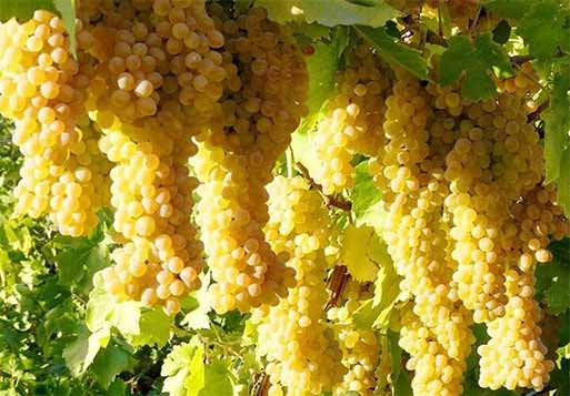 70 درصد انگور تاکستان‌های شیروان به کشمش تبدیل شد