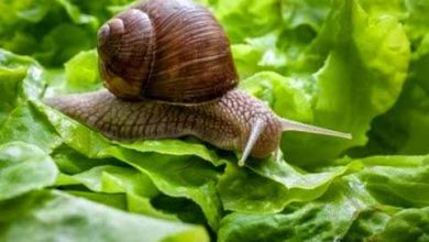 استفاده از عصاره سیر برای کنترل حلزون‌ها و راب‌های خسارت‌زای کشاورزی
