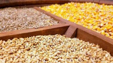 بازار نهاده های دامی رو به تعدیل است