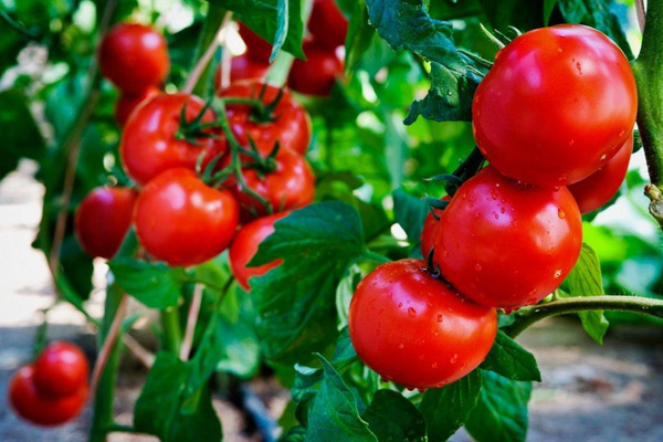 تولید 10 تن گوجه فرنکی گلخانه‌ای در پاییز