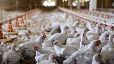 حذف گله‌های مرغ تخمگذار سن بالای ۷۰ هفته برای مهار آنفلوانزای پرندگان