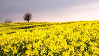 سقوط آزاد کشت کلزا در مازندران از بام خشکسالی پاییزی