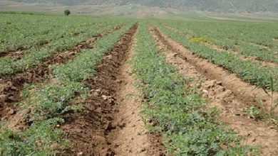 کاشت نخود پاییزه در ارسنجان