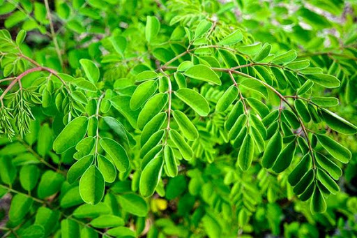 کاشت گیاه دارویی مورینگا برای نخستین بار در عرصه های طبیعی فارس