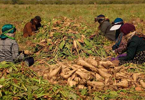 کشاورزان آذربایجان‌غربی در برداشت چغندرقند شتاب کنند